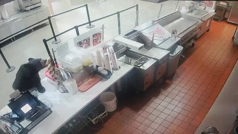 ABŞ hərbi bazasında ayı marketə girərək şaftalı OĞURLADI