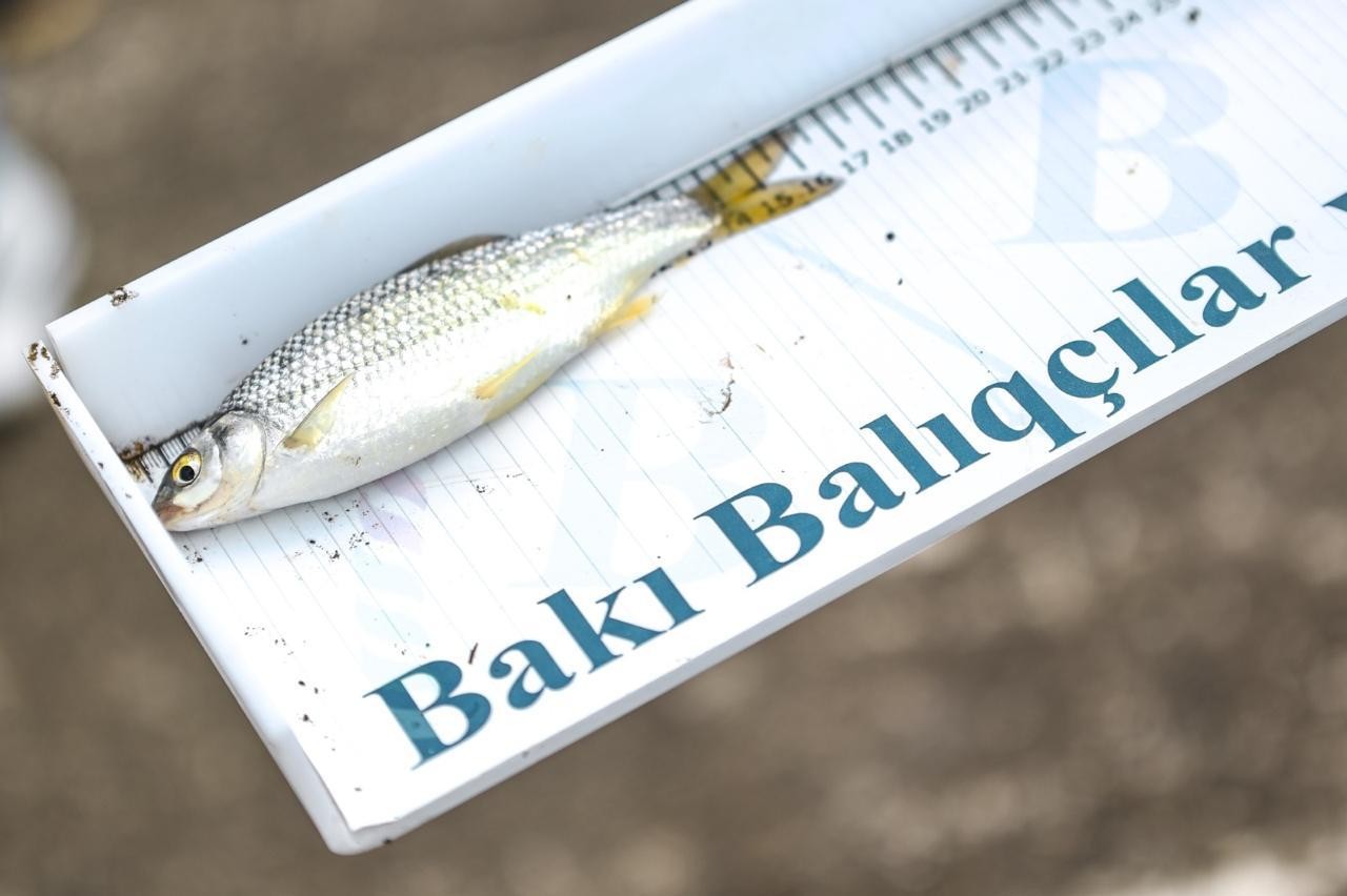 Mingəçevirdə balıq ovu festivalı keçirilib