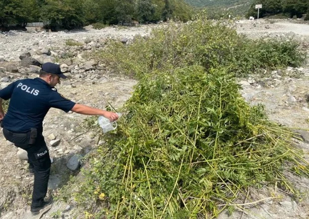 Polis 1 tondan çox çətənə kolunu məhv etdi&nbsp;