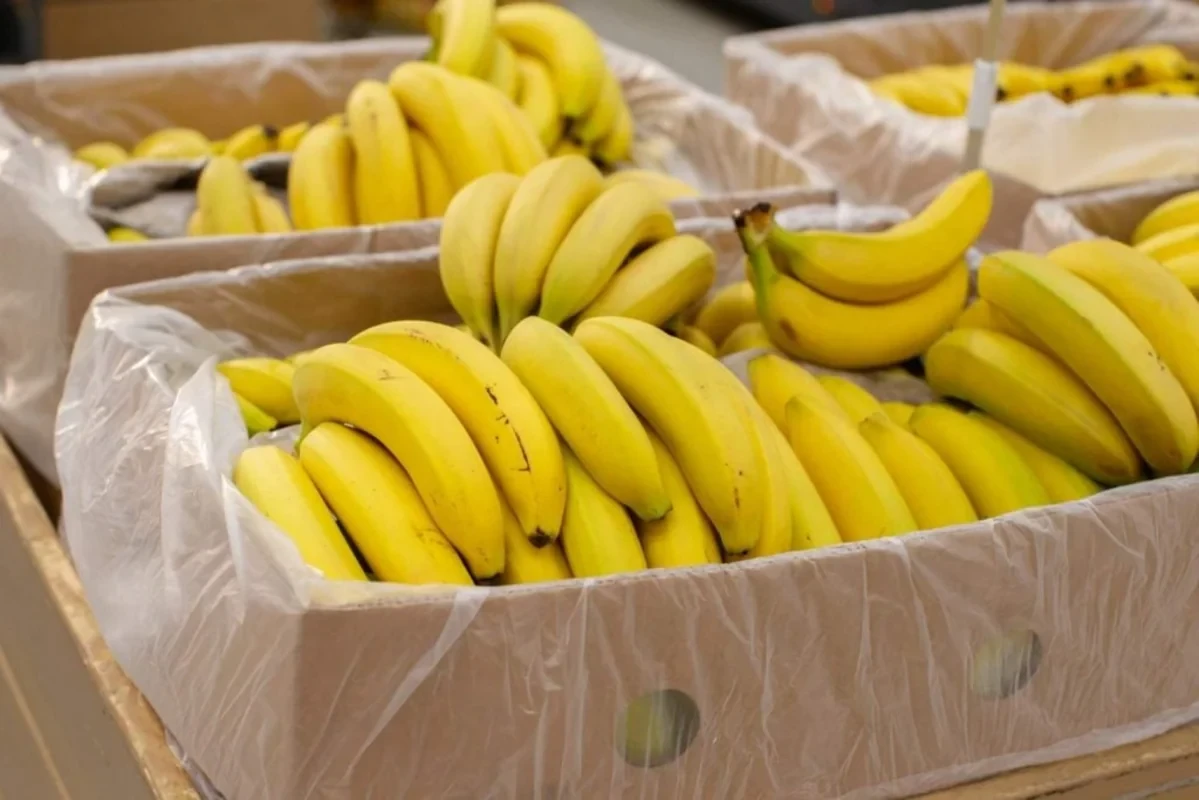 İtaliyada nəhəng narkotik əməliyyatı: Bananların arasında KEÇİRDTİLƏR
