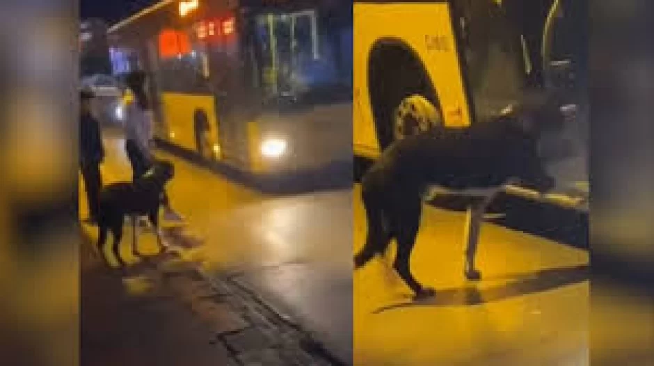 52 dayanacağı avtobusda gəzən it marağa səbəb oldu - VİDEO