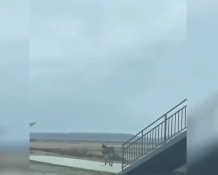 Eşşəkdən bəzi insanlara örnək olacaq ADDIM