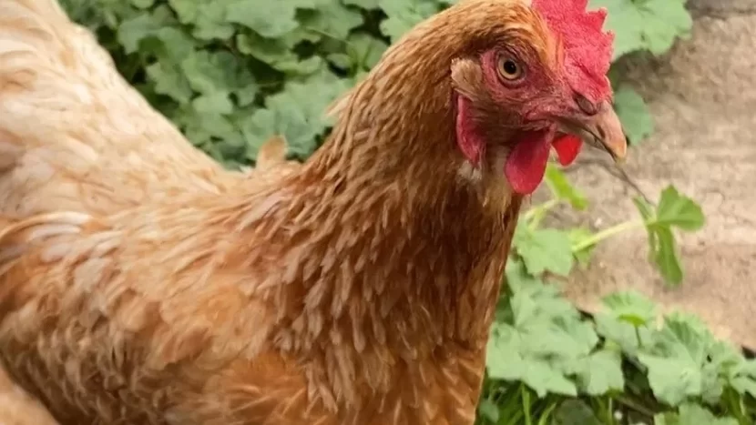 Toyuqlarınız üçün 3 təbii effekt: Yumurta istehsalı 2 dəfə artacaq