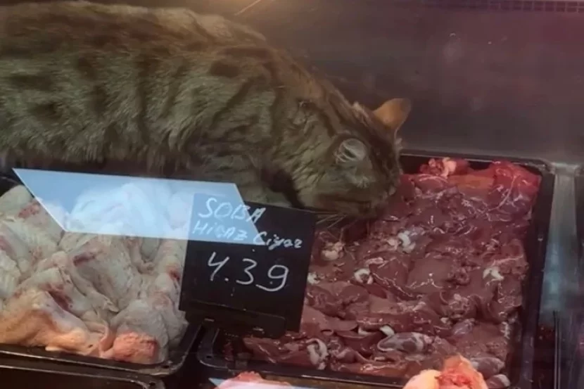 Marketdəki pişiyin bu görüntüsü GÜNDƏM OLDU