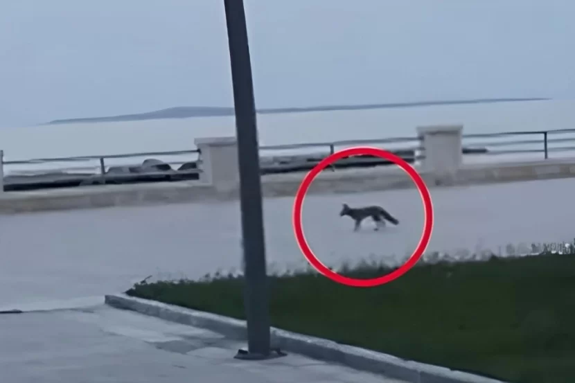 Bakı sakinləri təşviş içində - Bulvardan ŞOK GÖRÜNTÜLƏR