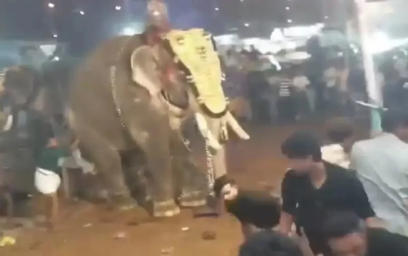 Hindistanda fil festival zamanı insanlara hücum etdi - Video