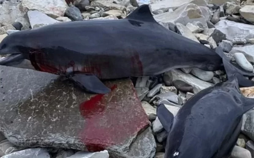 Mazutun dənizə dağılmasından sonra 60 delfin ölü tapıldı
