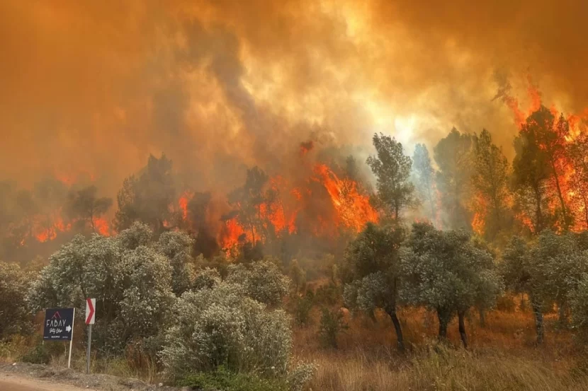 Los-Ancelesdə yeni meşə yanğını yayılmağa başladı