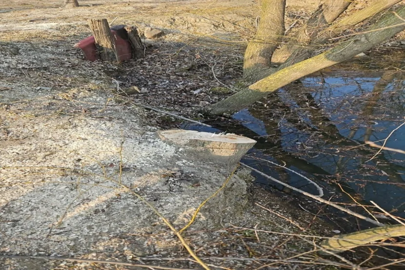 Balakəndə restoranın həyətində xeyli ağac kəsildi
