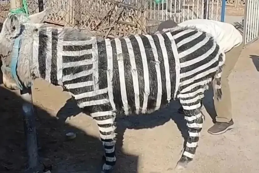 Turist cəlb etmək üçün eşşəyi zebra etdilər: Qınağa səbəb oldu - VİDEO