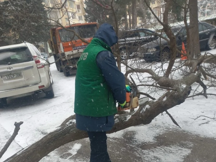 Bakıda güclü küləyə görə 5 ağac sınıb