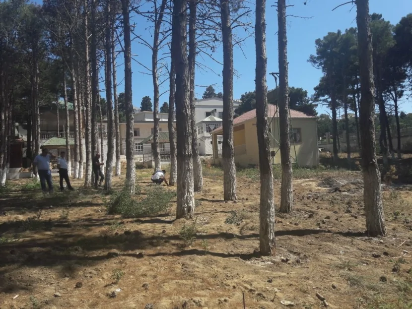 Bakıda ağaclar kəsildi: təbiətə 30 minlik ziyan dəydi