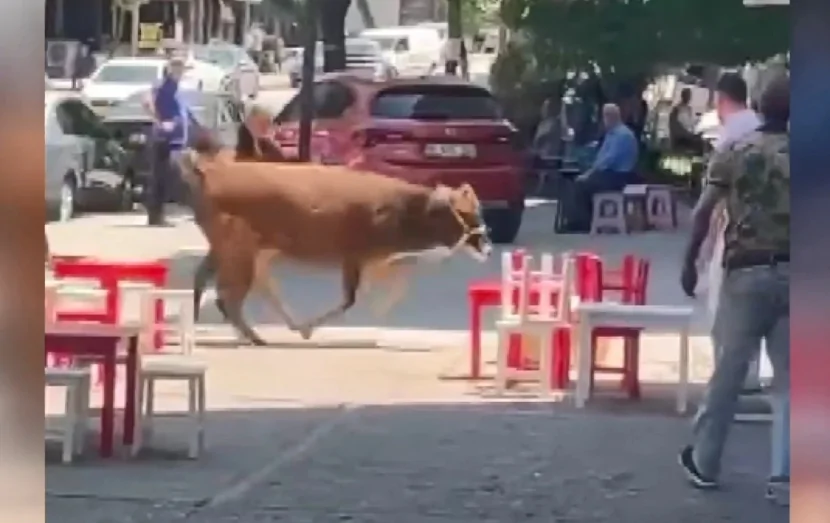 Məhəllədə yarım saatlıq təlaş: Sahibindən qaçan qurbanlıq...