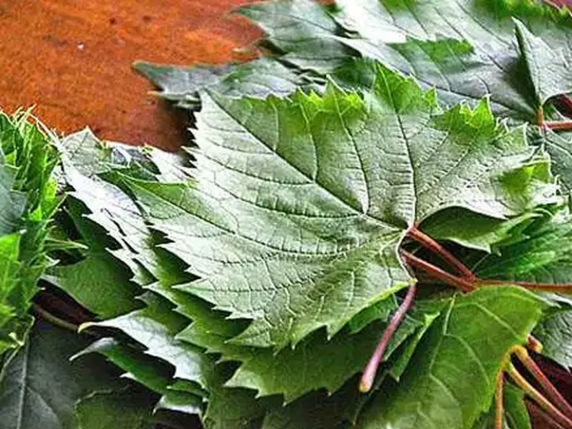 Üzüm yarpağı yığarkən  AĞIR XƏSARƏT ALDI