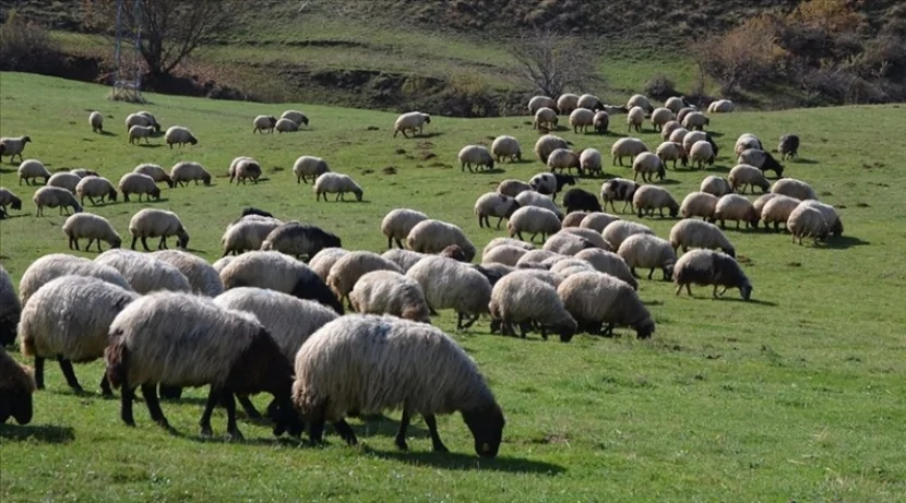 İsmayıllıda yük maşını çobanı VURDU