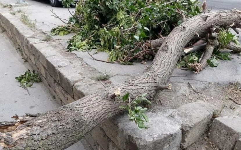 Bakıda ağac aşdı - 6 avtomobilə ZİYAN dəydi