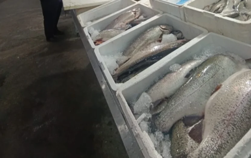 “Keşlə” bazarında yararsız balıq məhsulları satılırmış