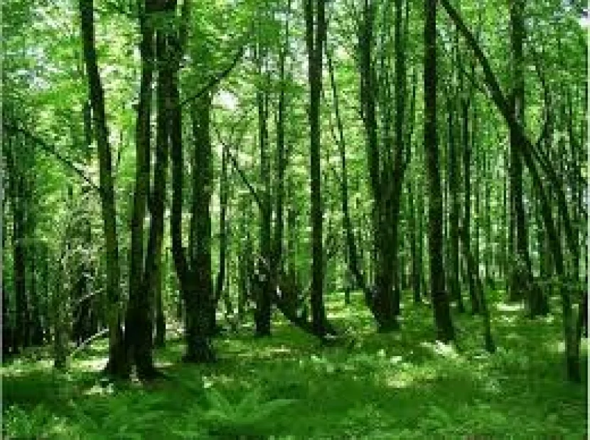 Qanunsuz şəkildə yaşıllıqların kəsilməsi AŞKAR OLUNUB