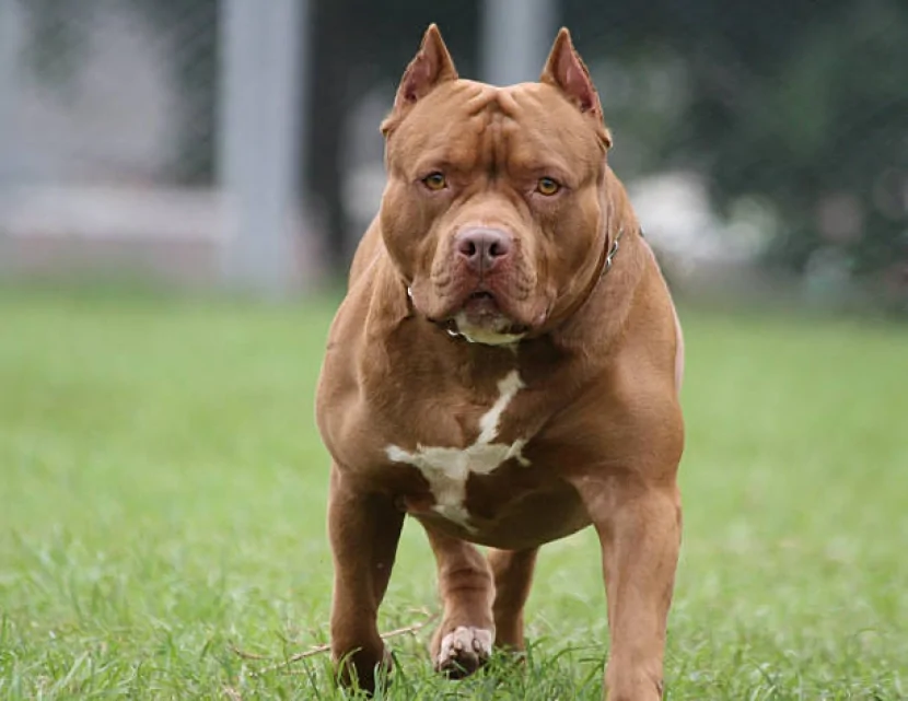 Pitbull azyaşlı qızı ad günündə parçaladı