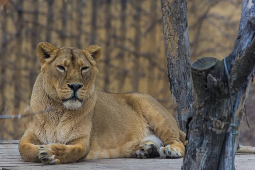 Zoopark yırtıcılar üçün ev heyvanlarını bağışlamağa çağırır