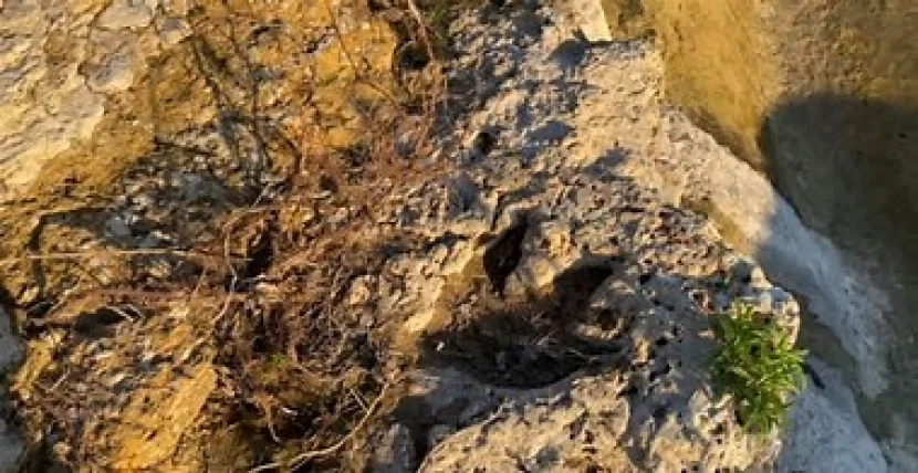 Dinozavr izləri aşkar olunub