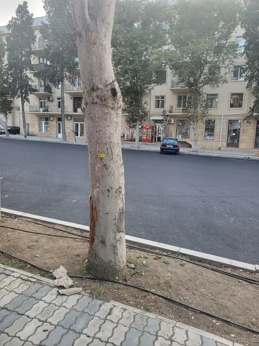 Gəncə şəhərində qurumuş və qəzalı ağacların bərpasına başlanılıb