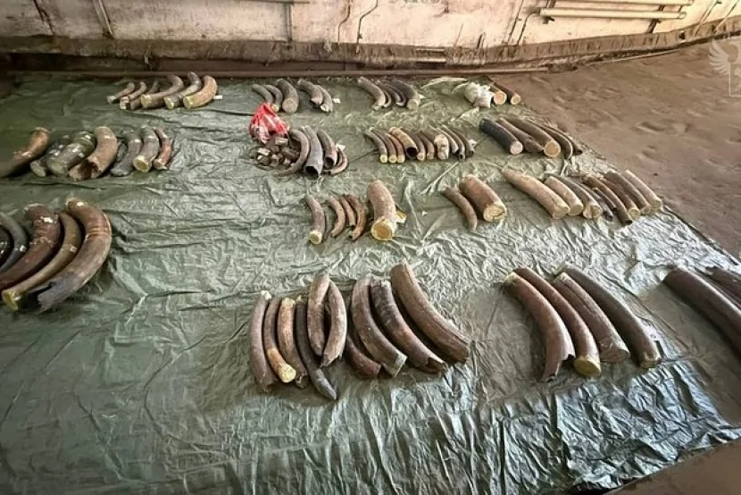 İki kişi bir ton mamont dişi keçirməyə cəhd edib