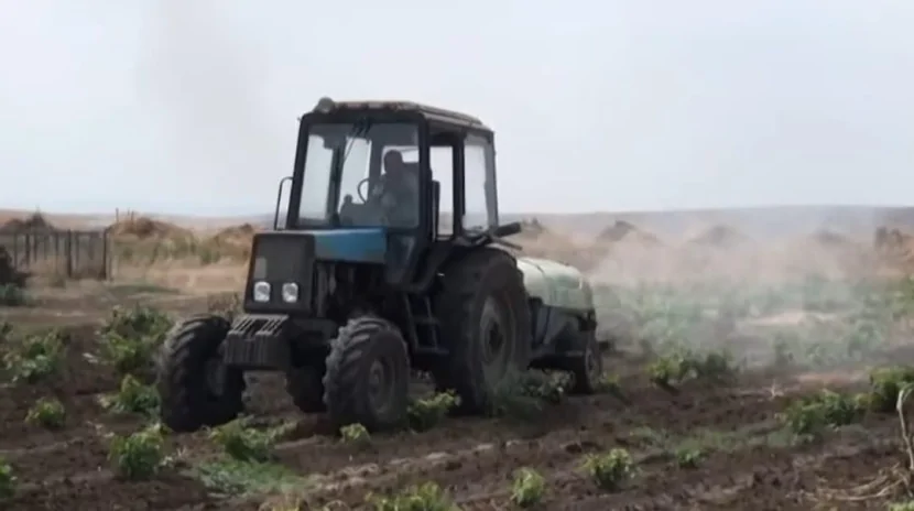 Üzüm bağlarında ziyanvericilər yayılıb - Bu bölgədə...
