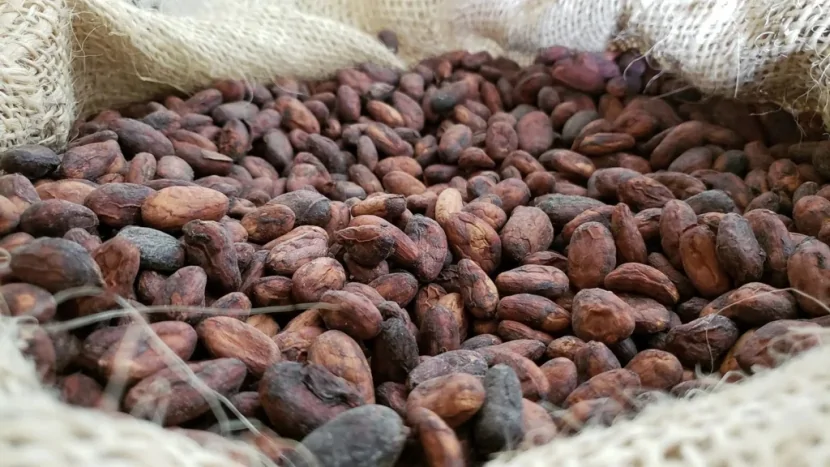 Alimlər “mükəmməl” şokoladın sirrini açdılar