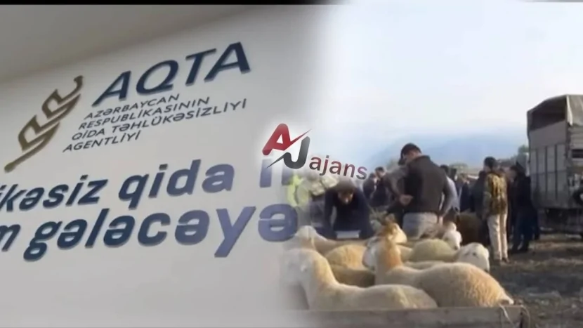 Azərbaycan bazarlarında TƏHLÜKƏ - xəstə heyvan SATILIR?