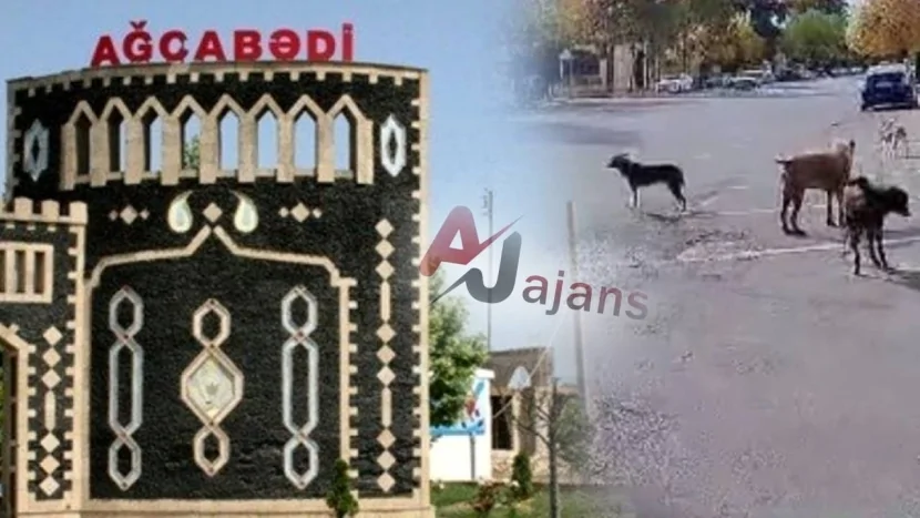 Küçə itləri MƏHV EDİLƏCƏK…?
