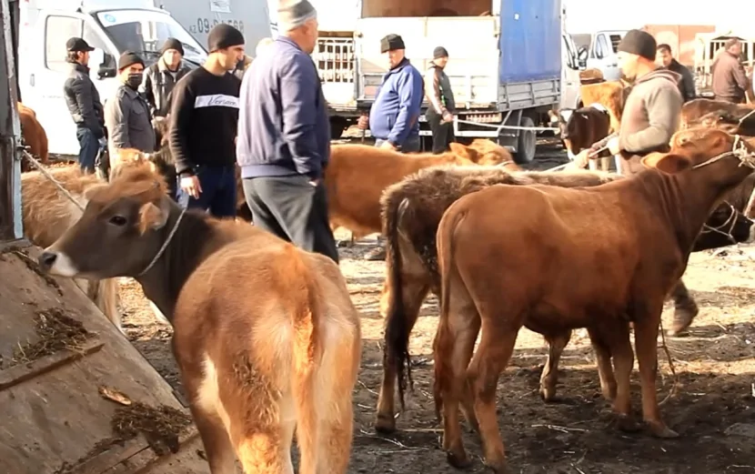 Bu gündən heyvan bazarları BAĞLANIR