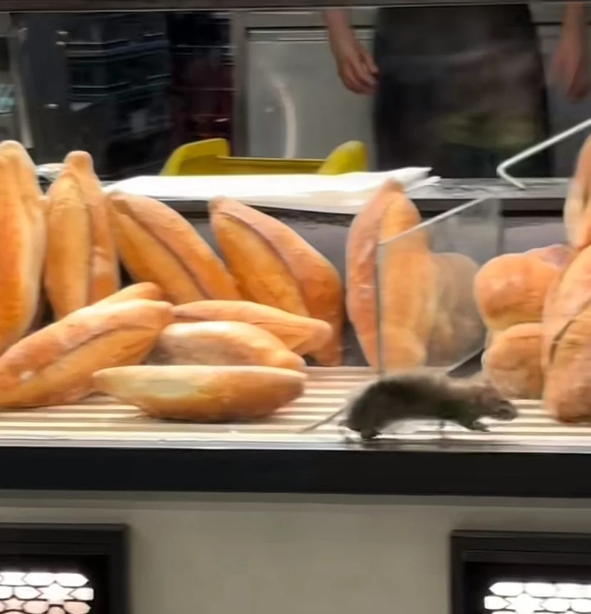 Marketdə siçovulun videosu gündəm oldu- bu ölkədə...