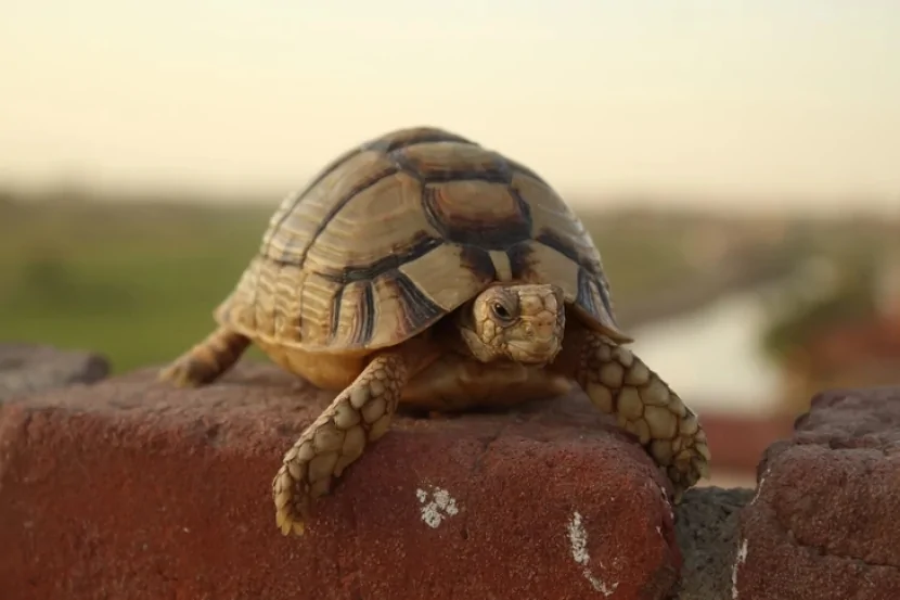 ABŞ zooparkından nəsli kəsilməkdə olan tısbağalar oğurlanıb