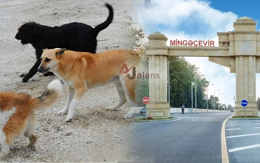 Mingəçevirdə küçə itlərinin yaratdığı QORXU