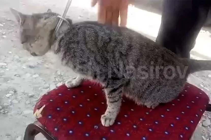 Azərbaycanda DƏHŞƏT: Kürdəmir sakini pişiyi asdı