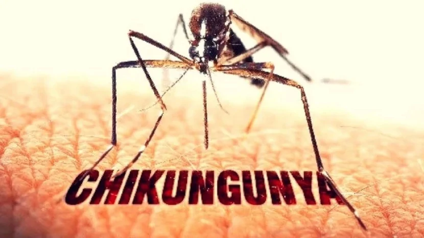 Honkonqda çikunqunya virusunun halları sayı artıb
