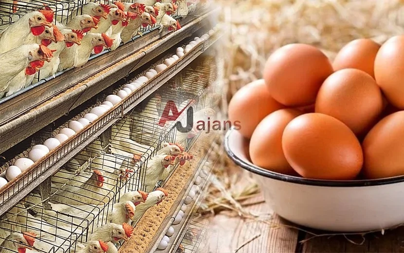 Bu rayonlarda yumurta qıtlığı YAŞANIR…