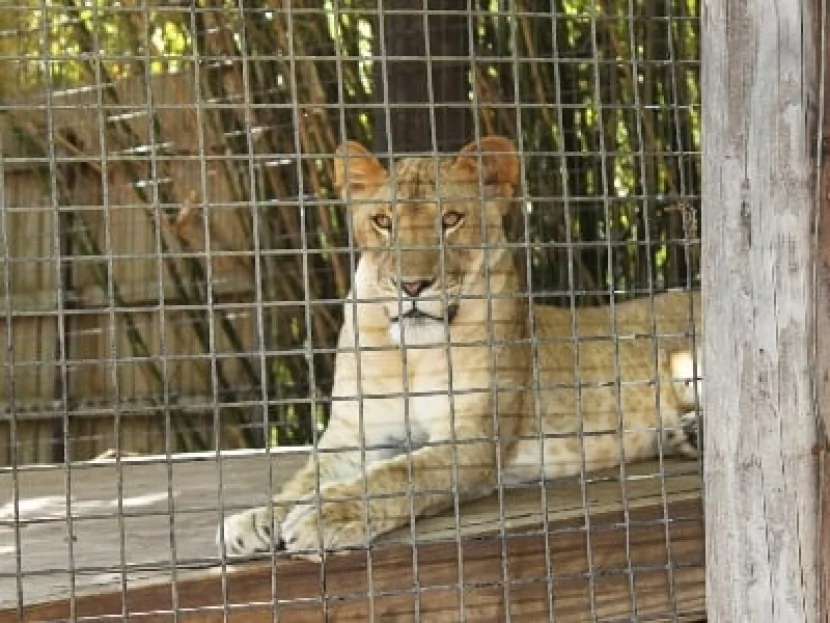 Braziliyada zooparkda şir çəpərə girən gənci öldürüb