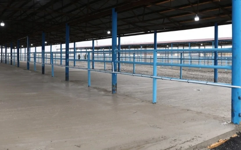 Bərdə heyvan satışı bazarı fəaliyyətini BƏRPA ETDİ