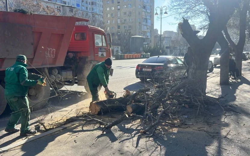 Bakıda güclü külək nəticəsində 8 ağac SINDI