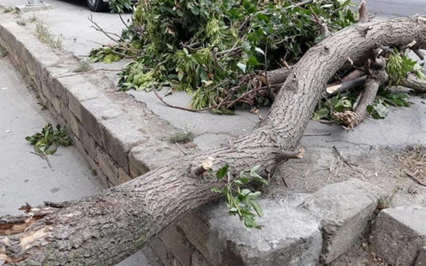 Güclü külək Bakıda 9 ağacı sındırdı