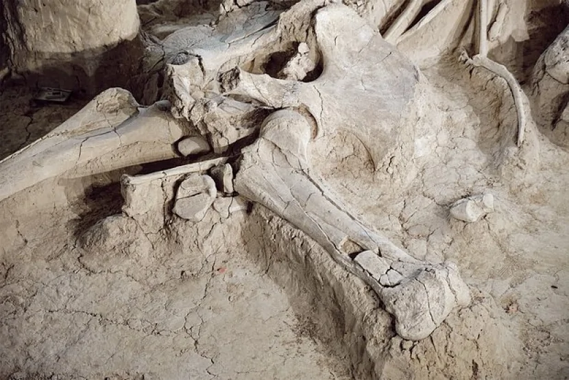 Muzeydə saxlanılan “mamont”un balina olduğu üzə çıxıb