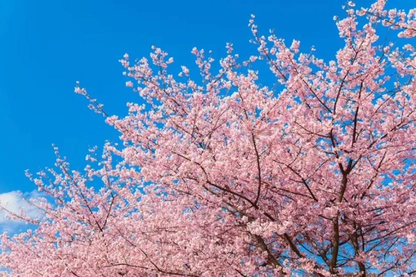 Sakura festivalı ləğv edildi- SƏBƏB