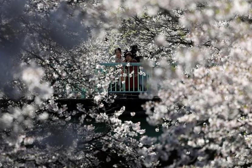 Sakura ağacları YOX OLACAQ