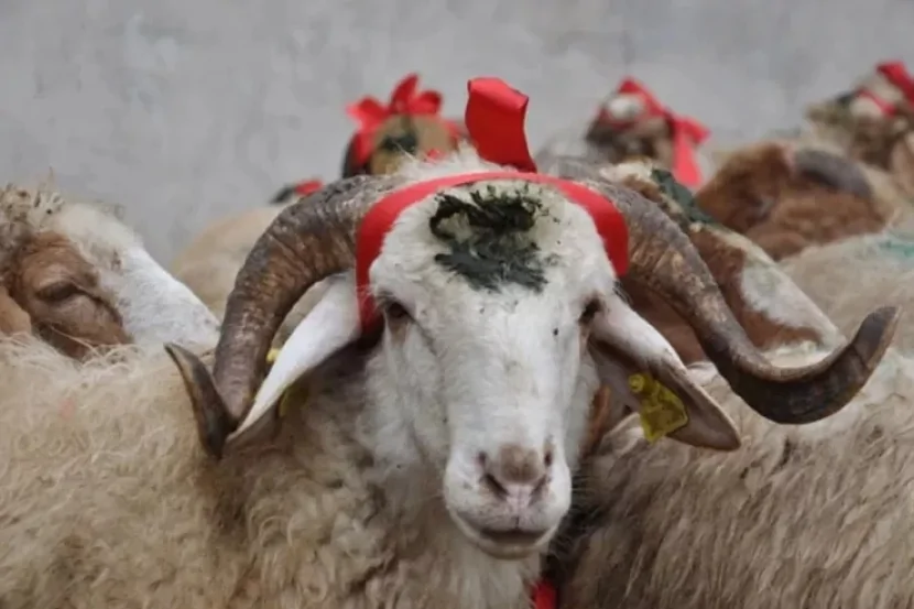 Qurbanlıq heyvanlar bu ünvanlarda KƏSİLİB SATILACAQ