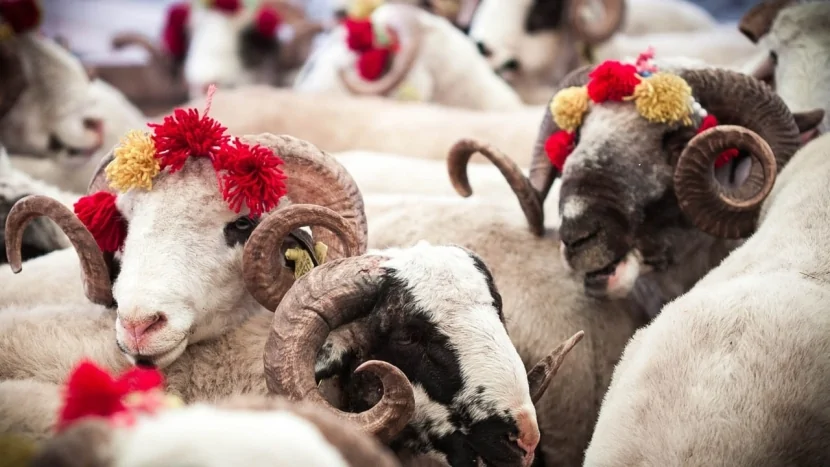 Qurban bayramı öncəsi heyvan bazarında QİYMƏTLƏR