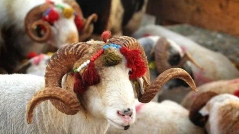 Qurban bayramında bu heyvanların kəsimi QADAĞANDIR!