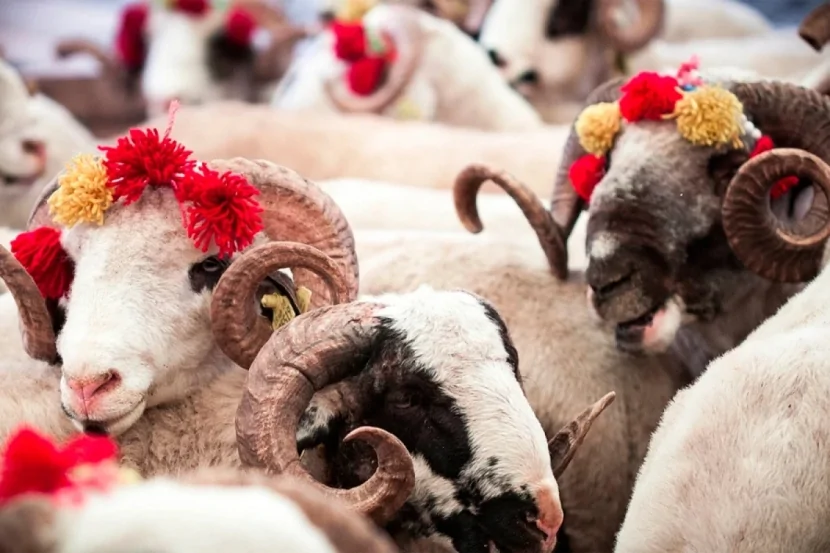 Vəfat etmiş şəxsin adına qurban kəsilə bilərmi? – AÇIQLAMA