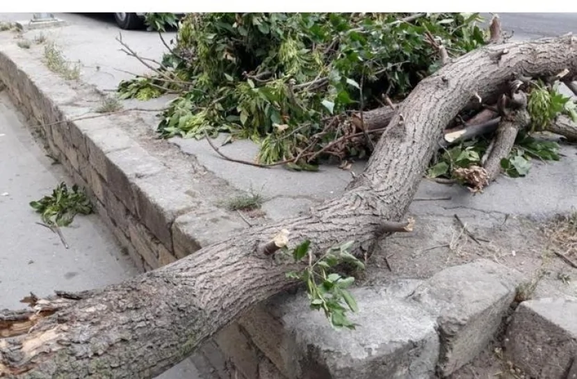 Oğuzda AĞAC AŞDI: 15 kənd işıqsız qaldı